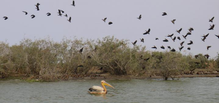 Senegal - Parc du Djoudj - 3e réserve ornithologique au monde