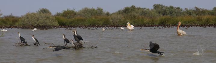 Senegal - Parc du Djoudj - A bord d'une barque on peut approcher d'assez près les oiseaux sans les déranger !