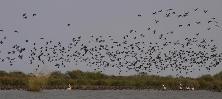 Senegal - Parc du Djoudj - Une réserve pour des millions d'oiseaux