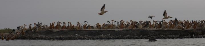 Senegal - Parc du Djoudj - Un sanctuaire ornithologique à protéger