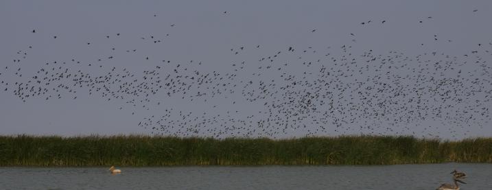 Senegal - Parc du Djoudj - Un sanctuaire ornithologique exceptionnel