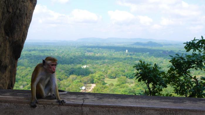 Sri Lanka - Sigiriya - Singe et panorama sur les jardins